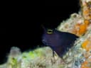 Smoothfin Blenny