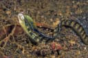 Snakeblenny