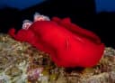 Spanish Dancer