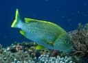 Speckled Snapper