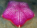 Spiny Cushion Star