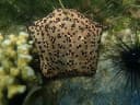 Spiny Cushion Star