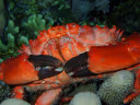 Splendid Round Crab
