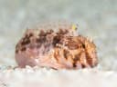 Spot-Head Blenny