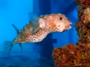 Spotbase Burrfish