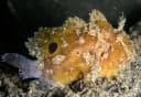 Spotfin Frogfish