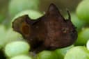 Spotfin Frogfish