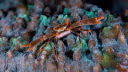 Spotted Coral Crab