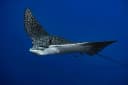 Ocellated Eagle Ray