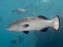 Squaretail Coralgrouper