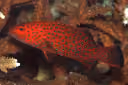 Squaretail Coralgrouper