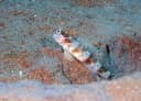 Steinhard’s Shrimpgoby