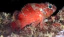 Steinitz’ Scorpionfish