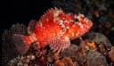 Steinitz’ Scorpionfish