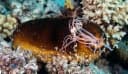 Steinitz's Sea Cucumber
