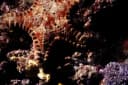Striated Sea Star