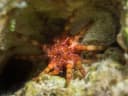 Ten-lined Urchin