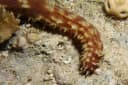 Tigertail Sea Cucumber
