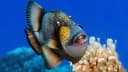 Titan Triggerfish