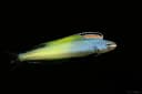 Townsend’s Fangblenny