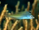 Townsend’s Fangblenny