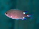 Triplespot Chromis