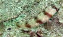 Triplespot Shrimpgoby