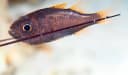 Tubed Siphonfish