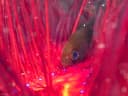 Tubed Siphonfish