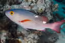 Twinspot Snapper