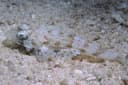 Two-spotted Flathead