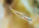 Twoline Cardinalfish