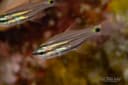 Twoline Cardinalfish