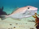Unicorn Filefish