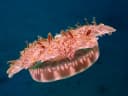 Upside-down Jellyfish