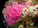 Violet Lace Coral