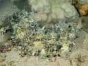 Warty Sea Cucumber
