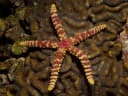 Warty Sea Star