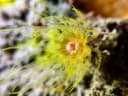Wettstein's Cup Coral