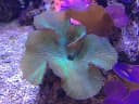 White Mushroom Coral