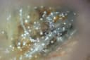 White-Spotted Ascidian Shrimp