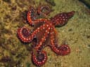White-Spotted Octopus