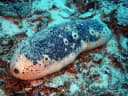 White Teatfish