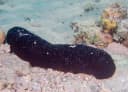 White-threads Sea Cucumber