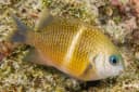 Whitebar Damselfish