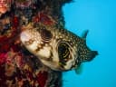 Whitespotted Puffer