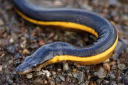 Yellow-bellied Sea Snake