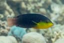 Yellow-breasted Wrasse