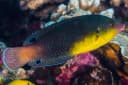Yellow-breasted Wrasse