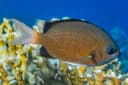 Yellow-Edge Chromis